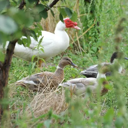 Corte Pioppazza Lantgård *