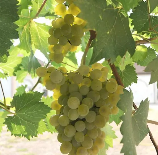 Corte Pioppazza Ceresara