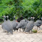 Vakantieboerderij Corte Pioppazza